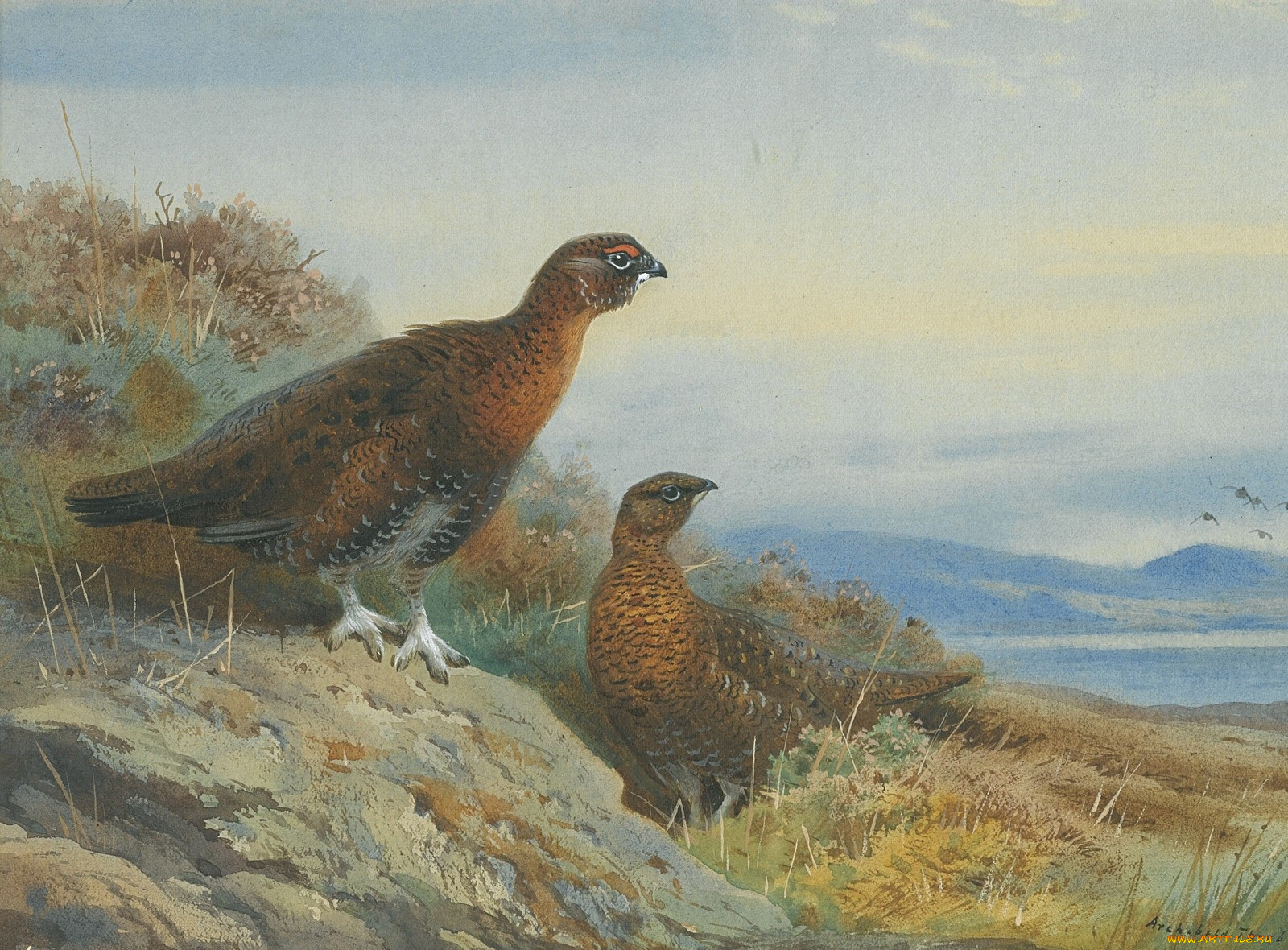 , archibald, thorburn